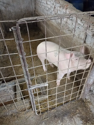 Vând Porci de carne  - imagine 4