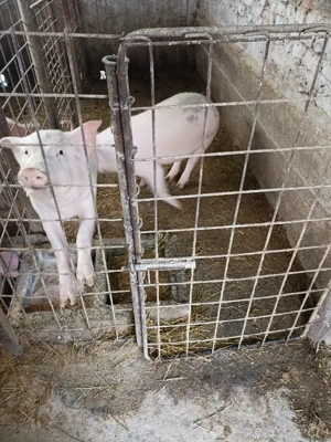 Vând Porci de carne  - imagine 5