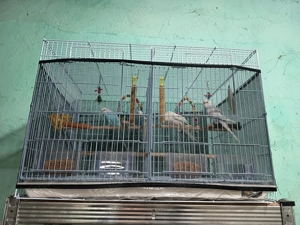 Pasari perusi - imagine 2