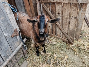 Țap de vanzare - imagine 2