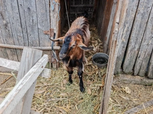 Țap de vanzare - imagine 3