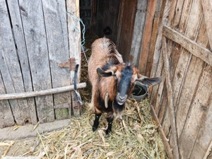 Țap de vanzare - imagine 5