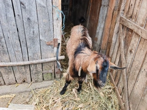 Țap de vanzare - imagine 4