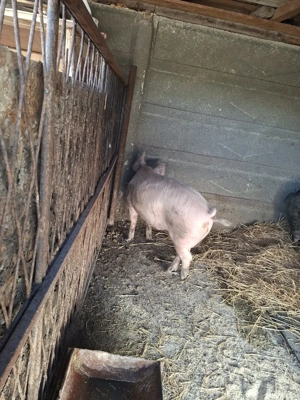 porc 80-100kg  - imagine 3