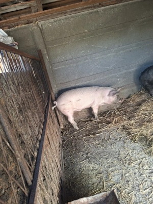 porc 80-100kg  - imagine 2
