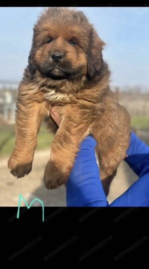 Pui de Mastiff tibetan  - imagine 5