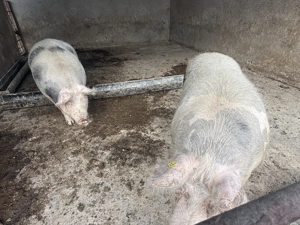 Porci de carne de vânzare rasă pietrain și duroc