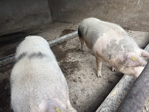 Porci de carne de vânzare rasă pietrain și duroc - imagine 2