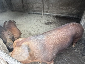 Porci de carne de vânzare rasă pietrain și duroc - imagine 4