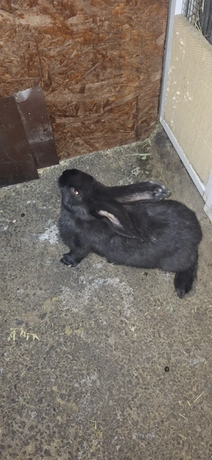 iepuri urias german femela - imagine 5