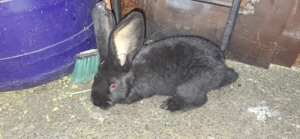 iepuri urias german femela