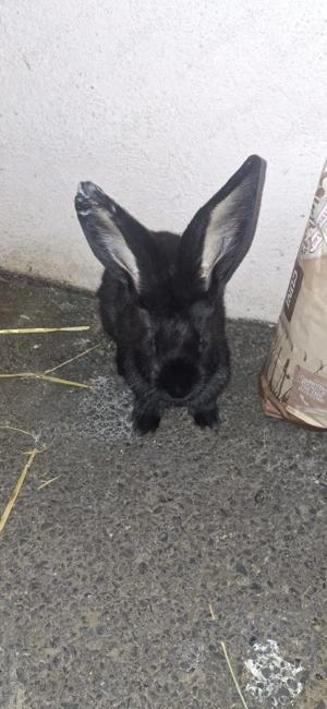 iepuri urias german femela - imagine 4