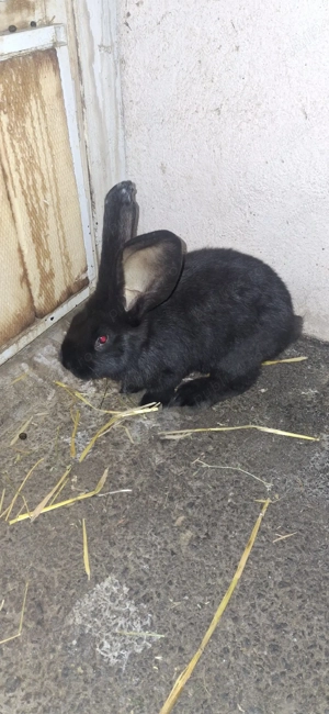 iepuri urias german femela - imagine 2