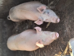 Porci de vânzare 130- 150 kg