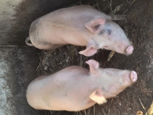 Porci de vânzare 130- 150 kg - imagine 2