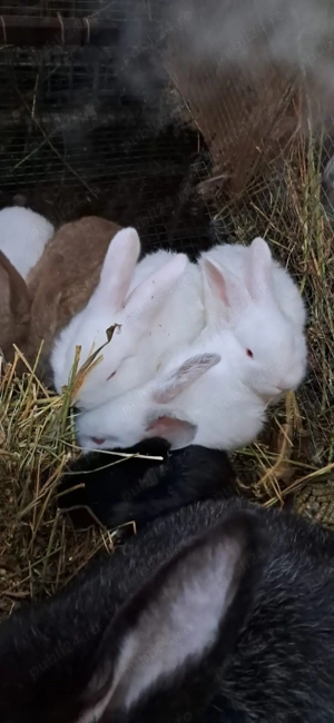 Iepuri de vânzare - imagine 2