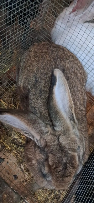 Iepuri de vânzare - imagine 3