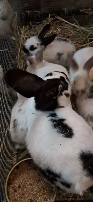 Iepuri de vânzare - imagine 4