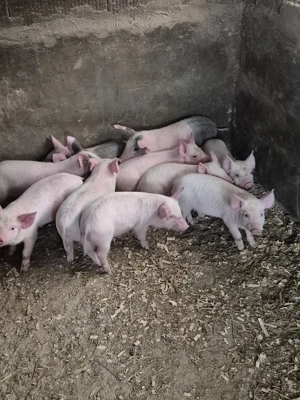 Disponibil purcei  - imagine 2