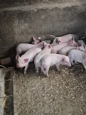 Disponibil purcei  - imagine 3