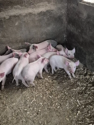 Disponibil purcei  - imagine 5