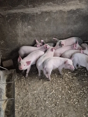 Disponibil purcei  - imagine 4