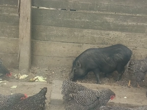 Porci vietnamezi  - imagine 3