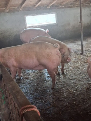 de vanzare - imagine 2