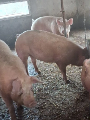 de vanzare - imagine 3