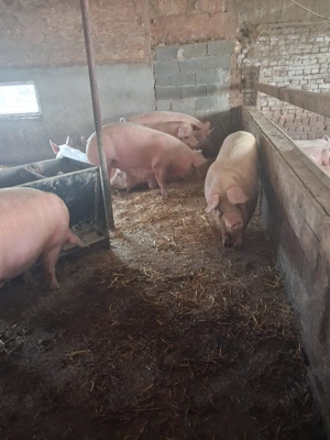 de vanzare - imagine 4