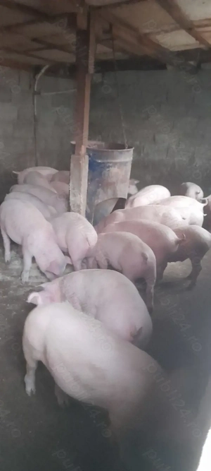 Purcei 35 50 kg rasă de carne  - imagine 2