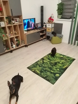 CAUT TRANSPORT pentru 2 catelusi si o pisica cu destinatia Spania(Barcelona). Acte in regula. 