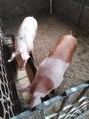 Scrofiteee - imagine 5