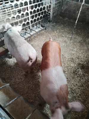 Scrofiteee - imagine 4