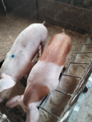 Scrofiteee - imagine 2