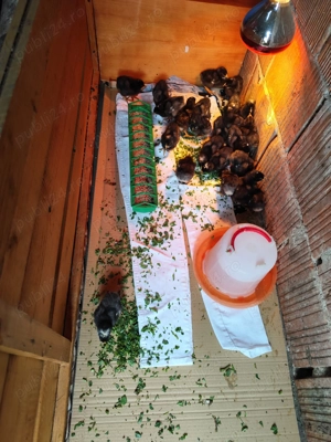 Pui Plymouth Rock Barat 