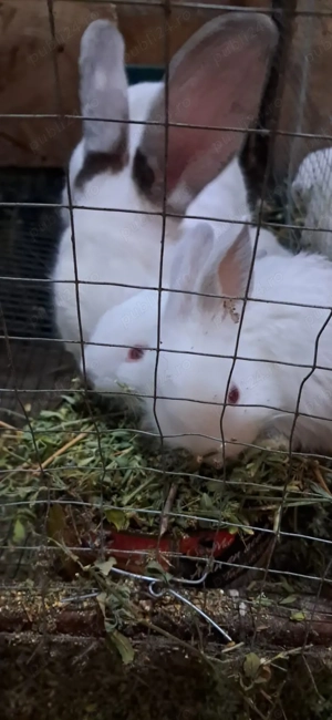 Iepuri de vânzare - imagine 5