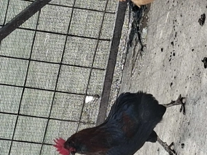 Vand cocosi auracana si wyandotte - imagine 5