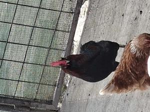 Vand cocosi auracana si wyandotte - imagine 2