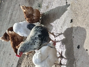 Vand cocosi auracana si wyandotte - imagine 3