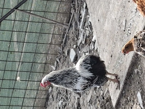 Vand cocosi auracana si wyandotte - imagine 4