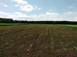 Teren Intravilan Dascalu Ilfov 13500 m2