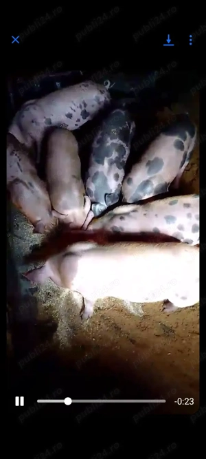 Purcei duroc cu pietrean de vînzare  - imagine 2