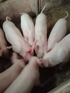 vand purcei  - imagine 2