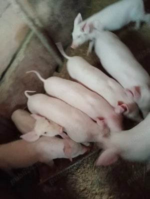 vand purcei  - imagine 3