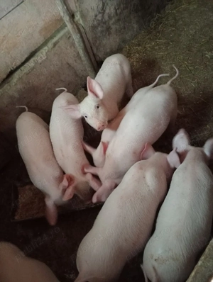 vand purcei  - imagine 4