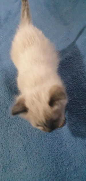 Vănd doi motănei birmanezi - imagine 2