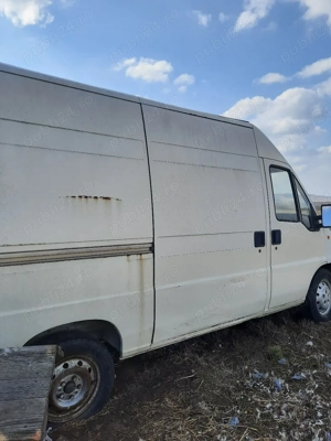 Vand duba la dezmembrari