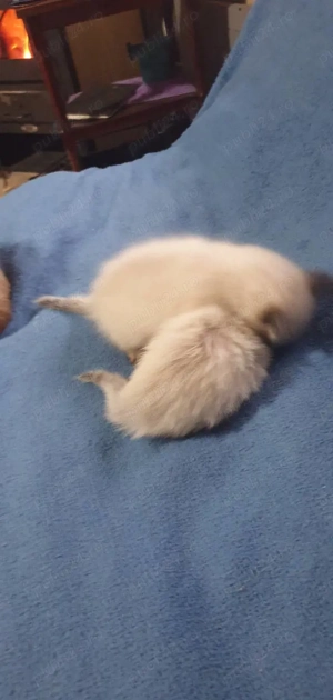 Vănd doi motănei birmanezi - imagine 3