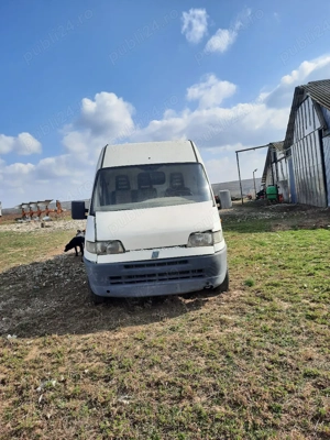 Vand duba la dezmembrari - imagine 4